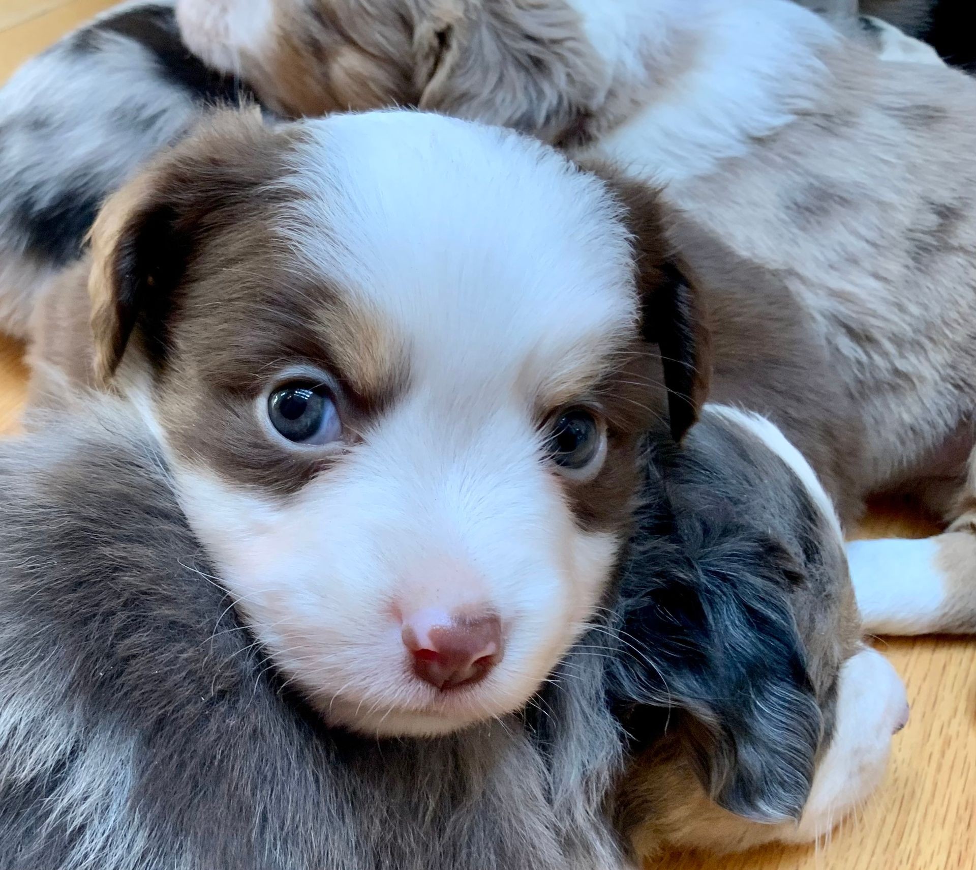 Several puppies cuddling together and sleeping on a wooden floor.