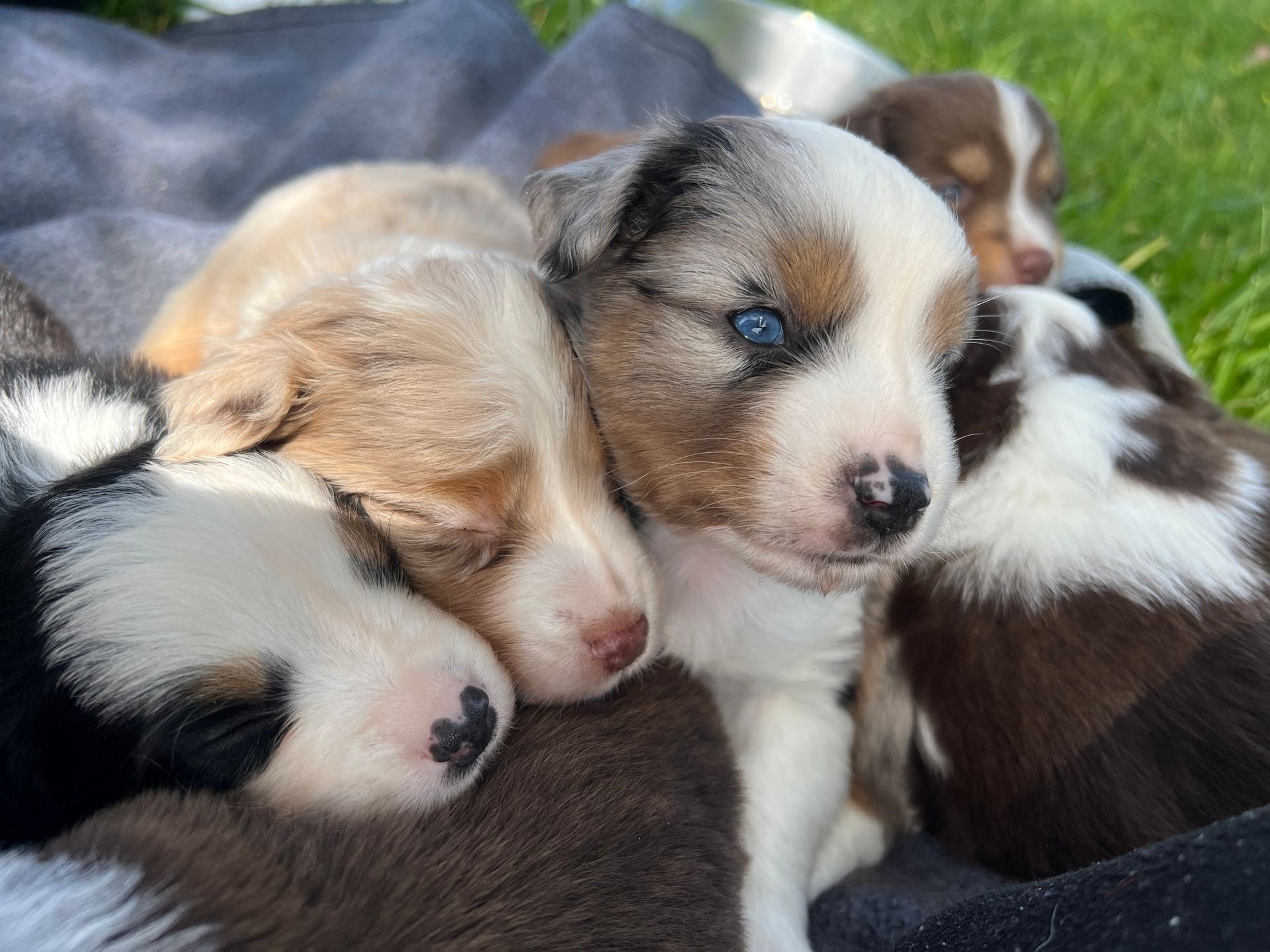 Group of sleeping and resting puppies cuddled together on a blanket outdoors.