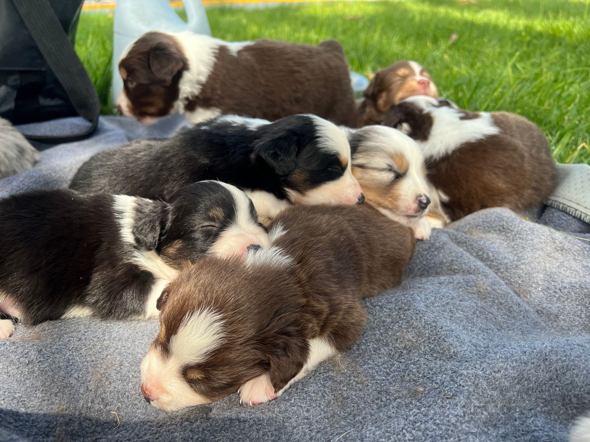 Group of sleeping puppies with fluffy fur, resting on a blanket outdoors with grass in the background.