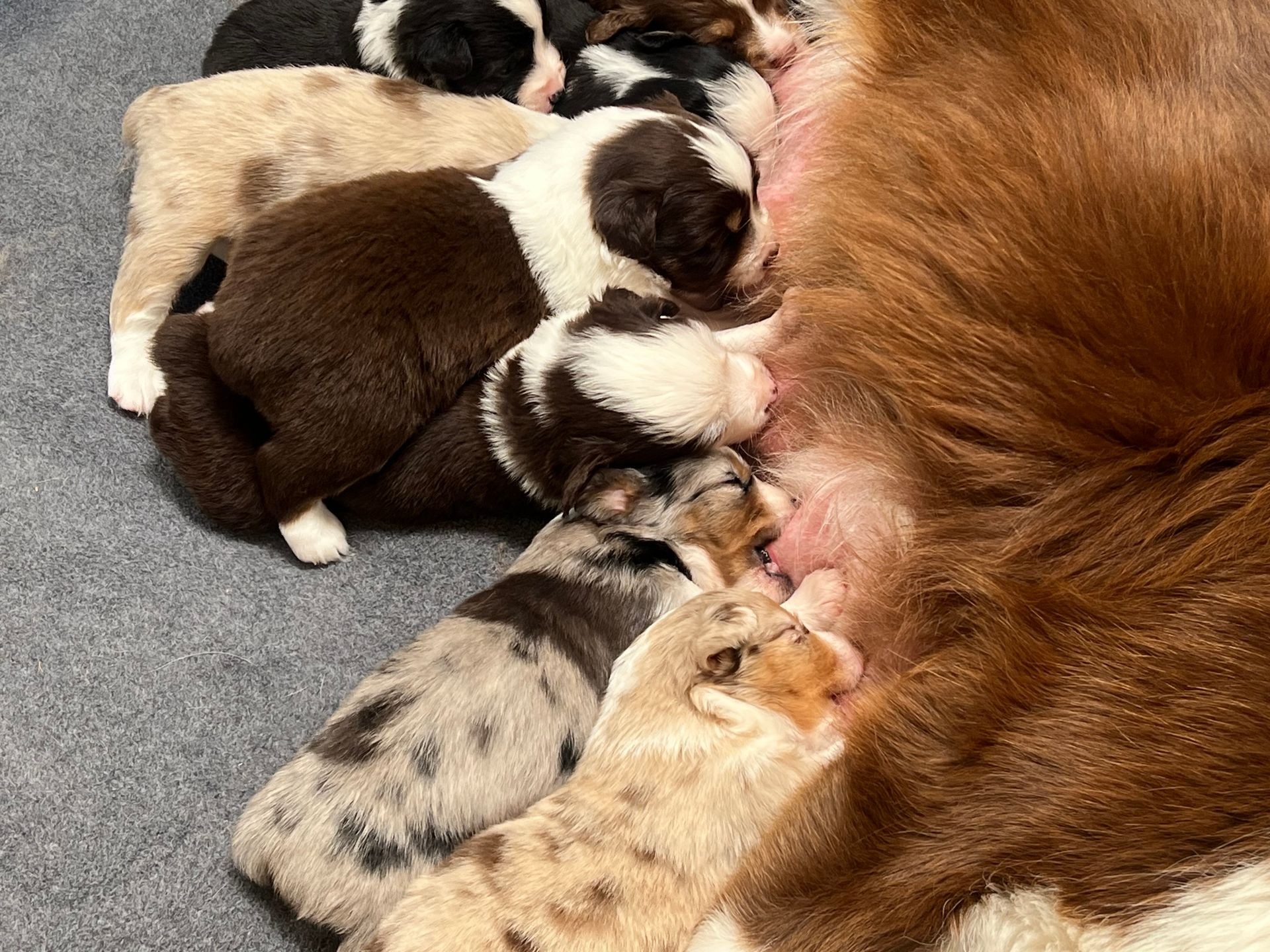 Group of puppies nursing from their mother, lying on a grey surface.