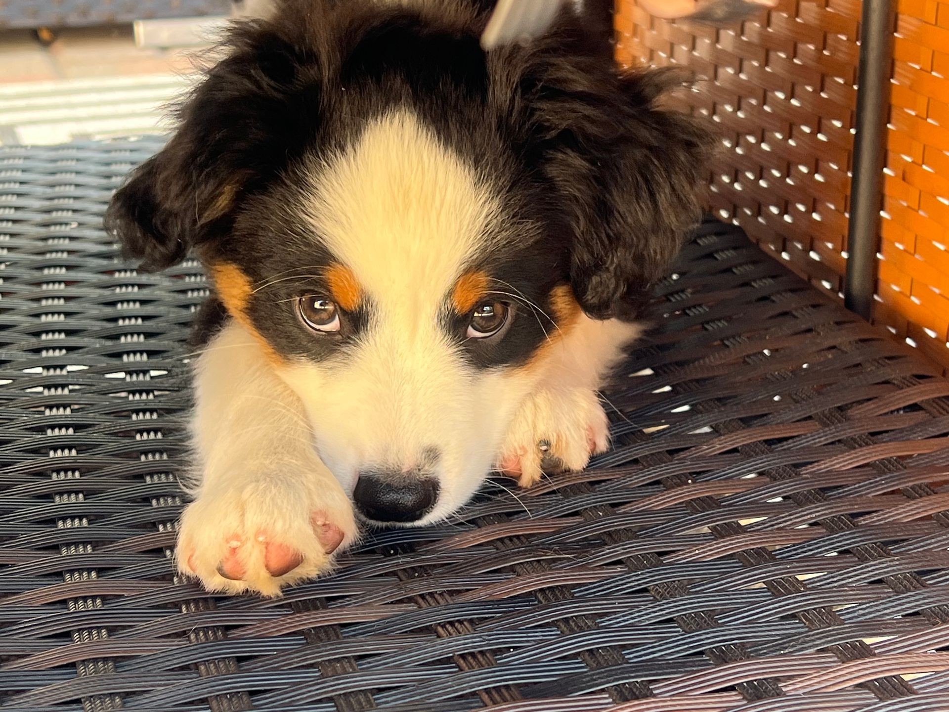 Tips for Raising Mini Aussies