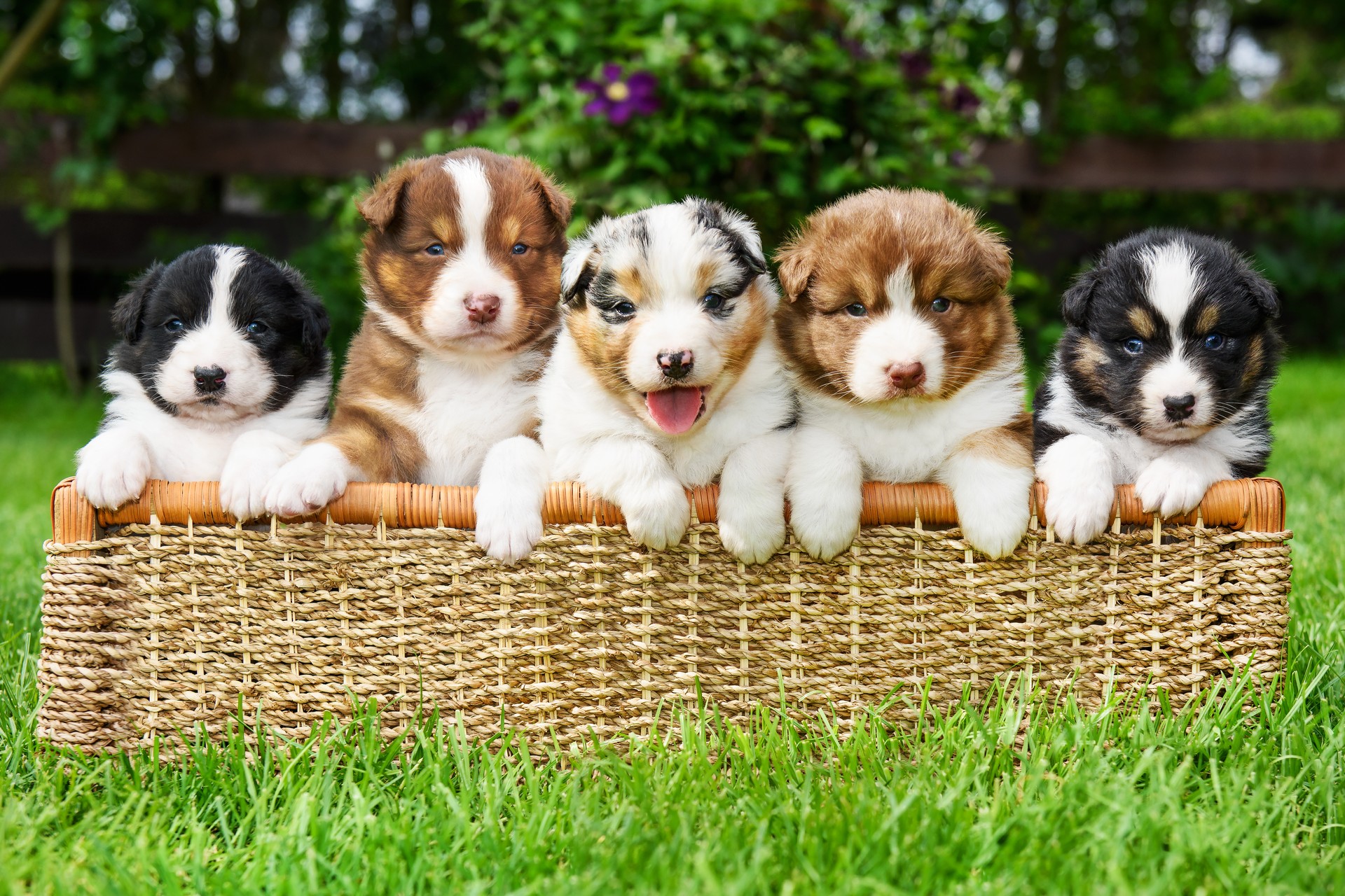 Puppies in a basket