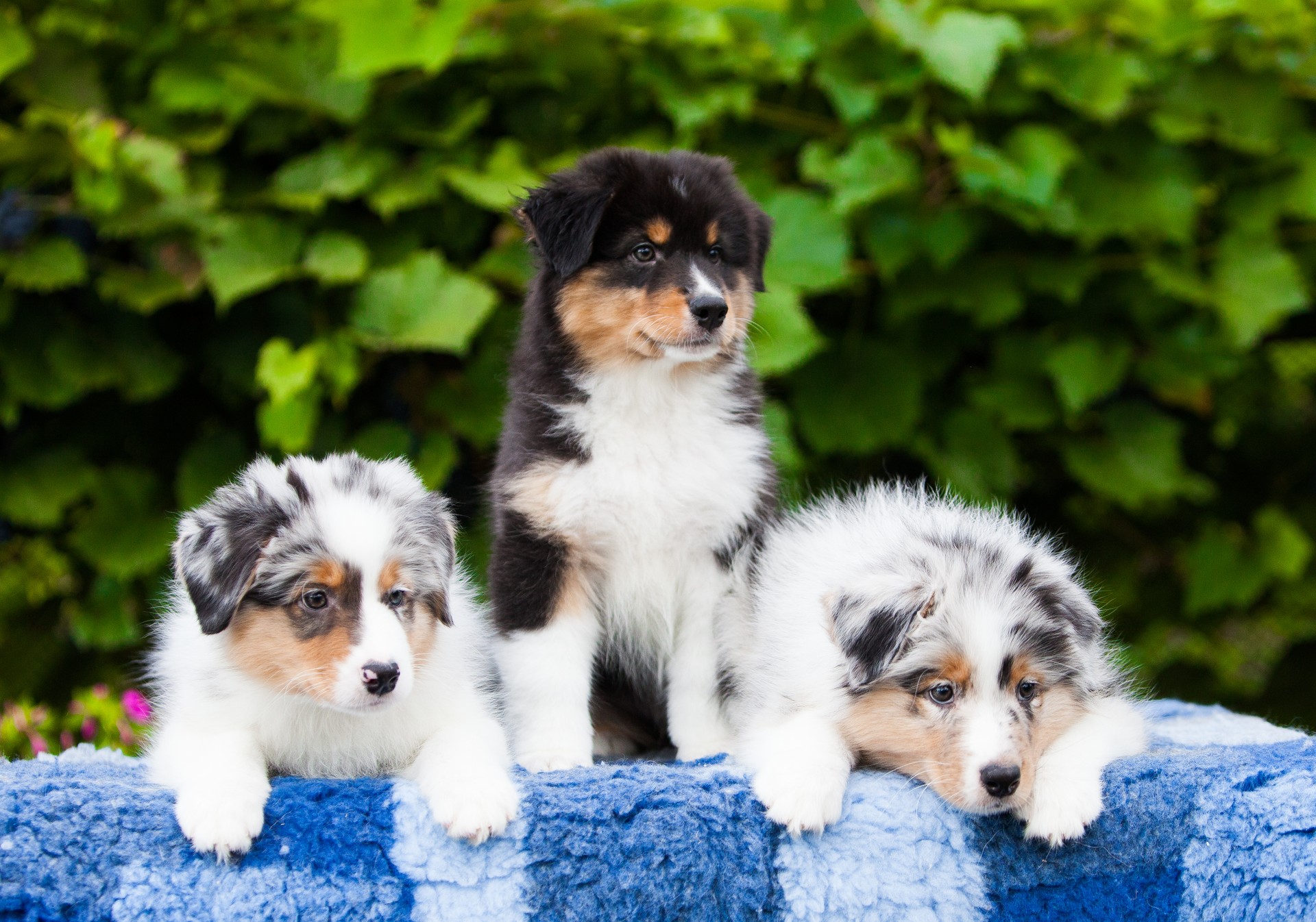 Three Australian Shepherd puppies in a park with flowers